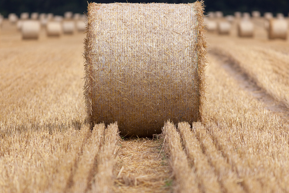 Platz 3 Josef Schafnitzel